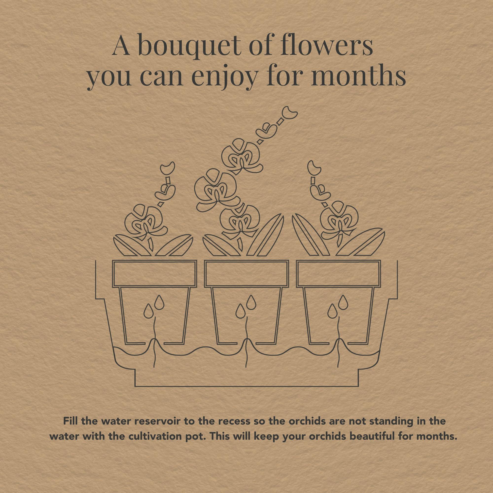 Witte Orchideeënset – Honey Dish met Waterreservoir