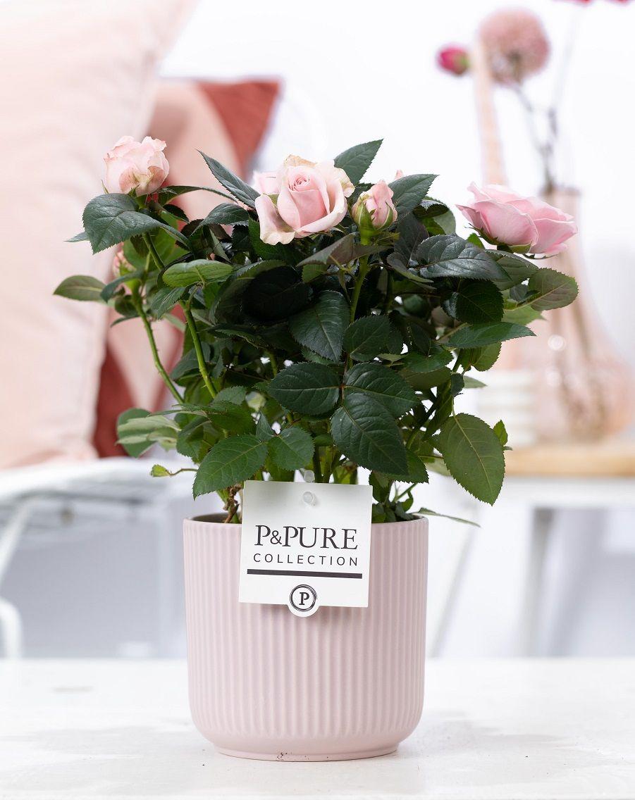 Rosa Light Pink – P&PURE Sophie Ceramics Pink