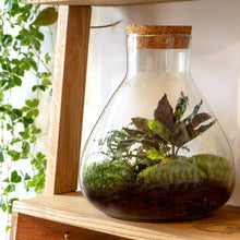 Closed Terrarium bottle Sammie
