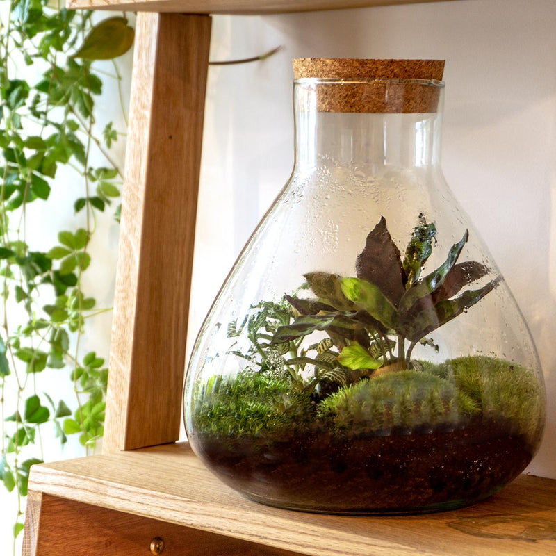Closed Terrarium bottle Sammie