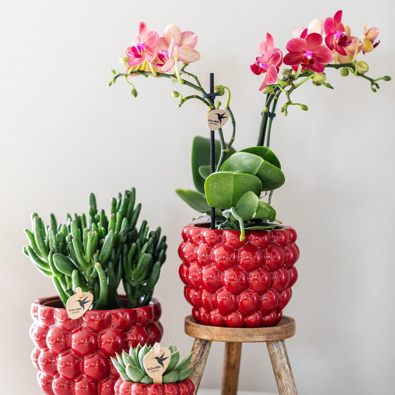 Kolibri Orchids – Rode Phalaenopsis Congo in Berry sierpot
