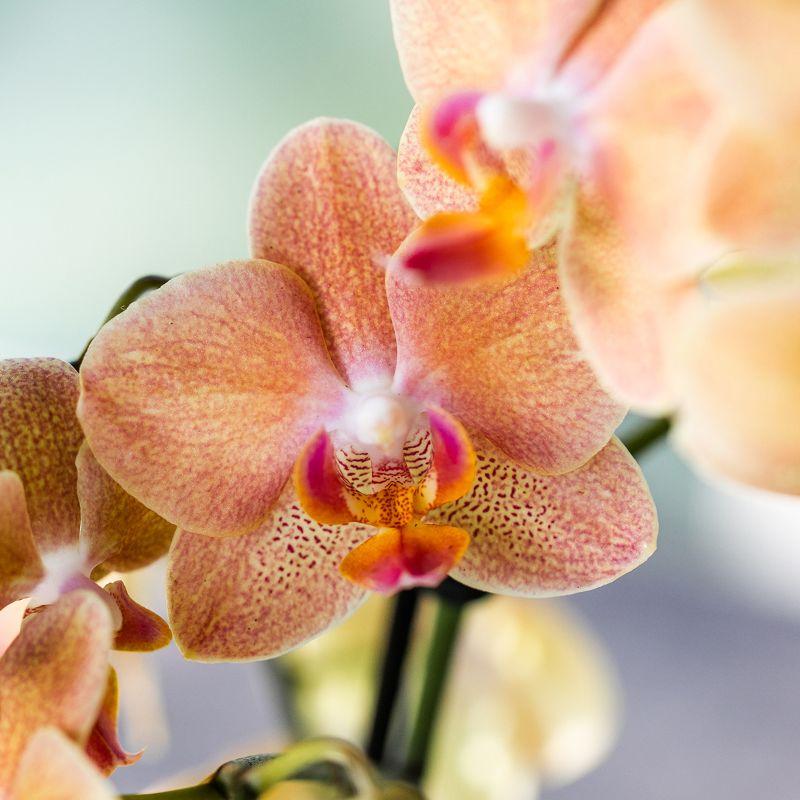 Kolibri Orchids Surprise Diamond – Verrassingsbox met 1 Diamond Orchidee