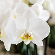 Kolibri Orchids | Plantenset Cotton bruin met witte orchidee Ghent & succulenten Everspring
