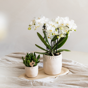 Kolibri Orchids Zürich – Witte Phalaenopsis
