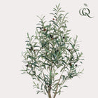 Kunst Olijfboom (Olea europaea) Everspring