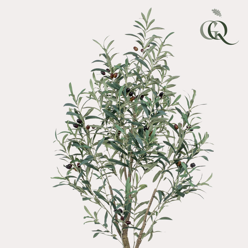 Kunst Olijfboom (Olea europaea)