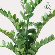 Zamioculcas Kunstplant (Kamerpalm)
