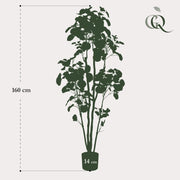 Polyscias Kunstplant (Aralia) Everspring