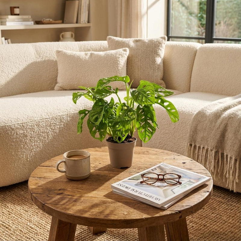 Monstera Adansonii ‘Monkey Mask’