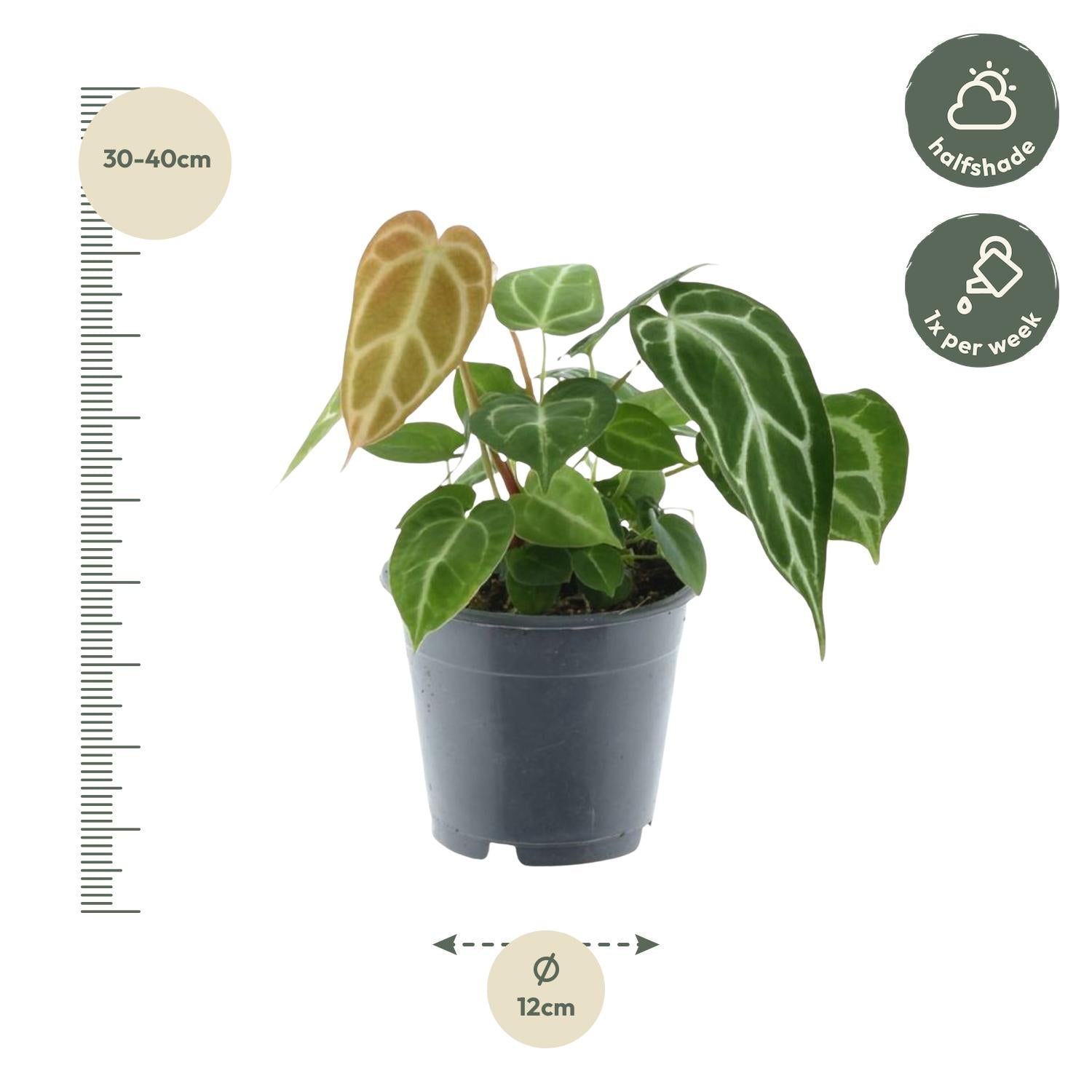 Anthurium Chrystallium
