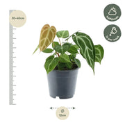 Anthurium Chrystallium Everspring