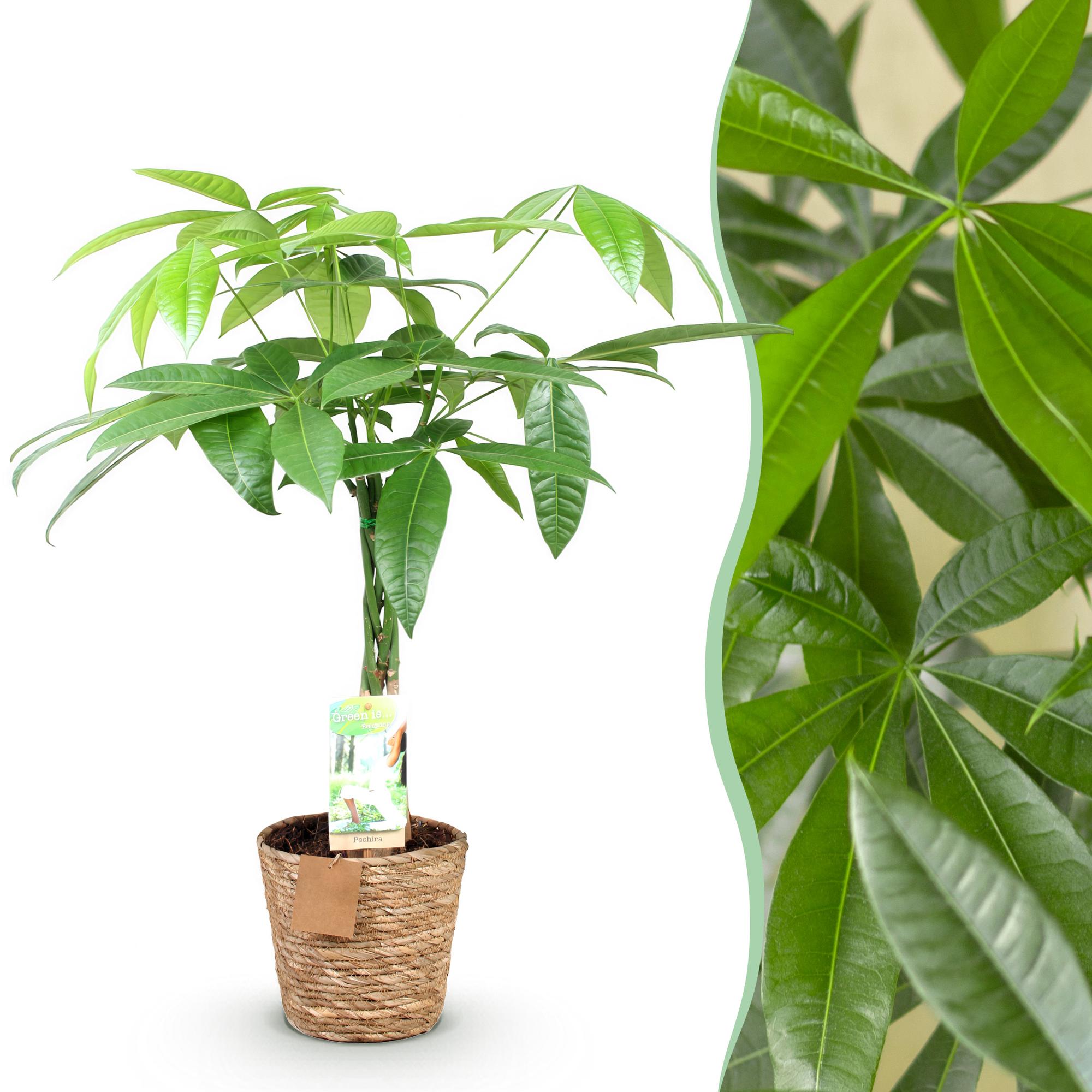 Pachira Aquatica Gevlochten Stam – Inclusief Mand