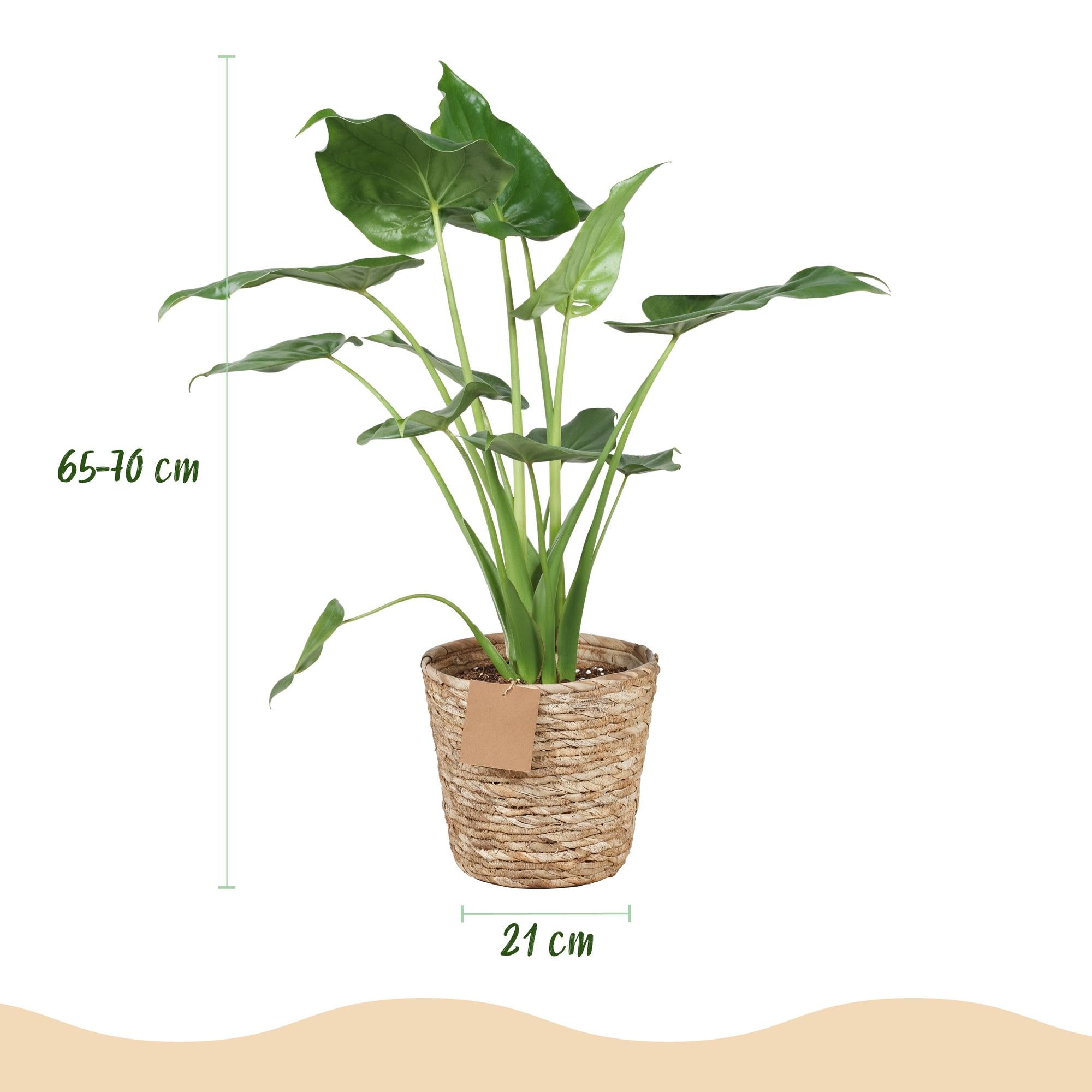 Alocasia Cucullata ‘Boeddha’s Hand’ – Met Mand
