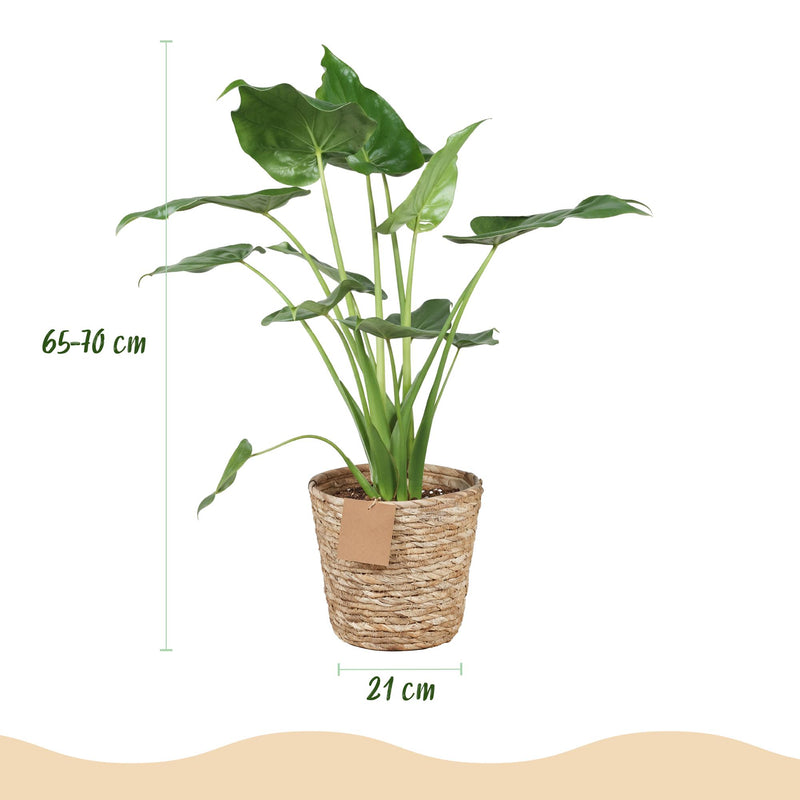 Alocasia Cucullata ‘Boeddha’s Hand’ – Met Mand