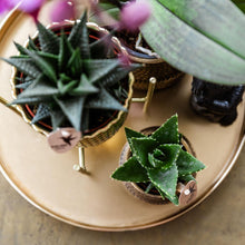 Kolibri Company Gift Set Hotel Chic – Orchidee Morelia & Succulenten met sierpotten