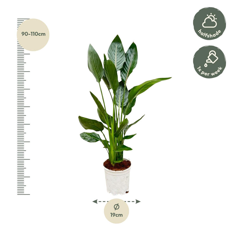 Strelitzia Reginae