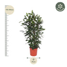 Ficus Cyathistipula struik