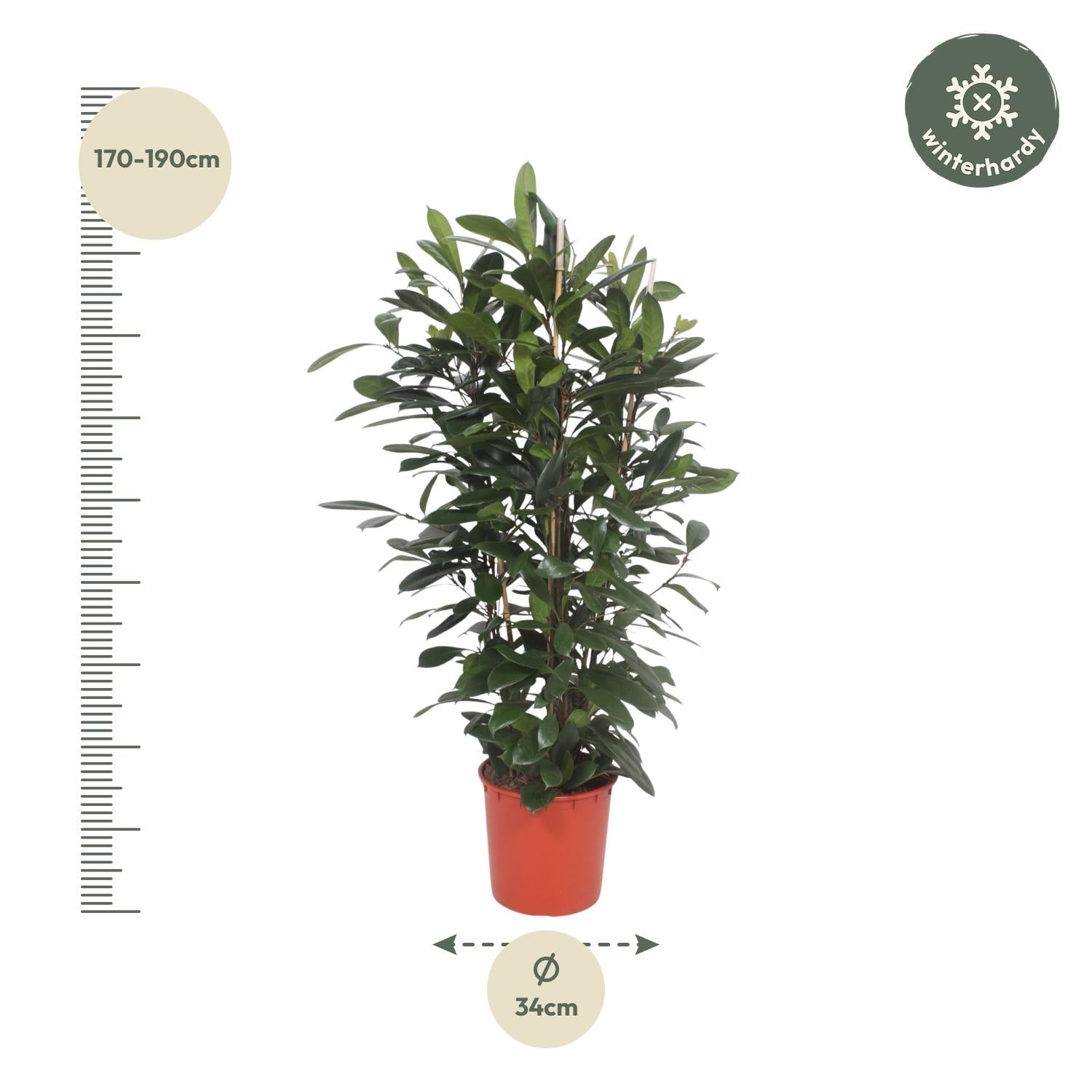 Ficus Cyathistipula struik