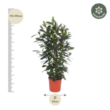 Ficus Cyathistipula struik