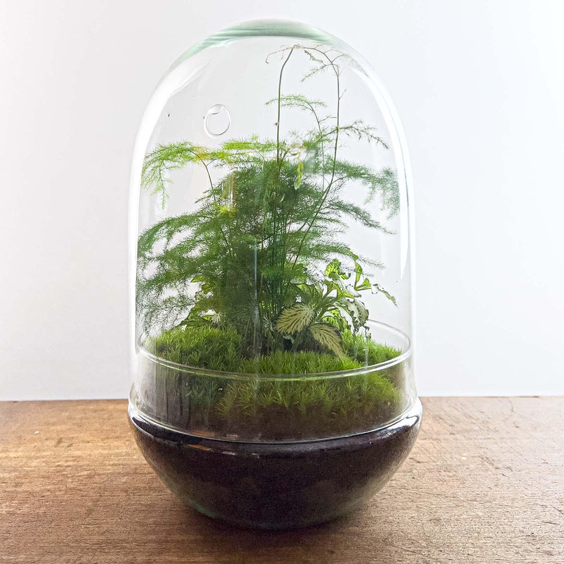 Egg XL Terrarium