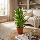 Spathiphyllum (Lepelplant)