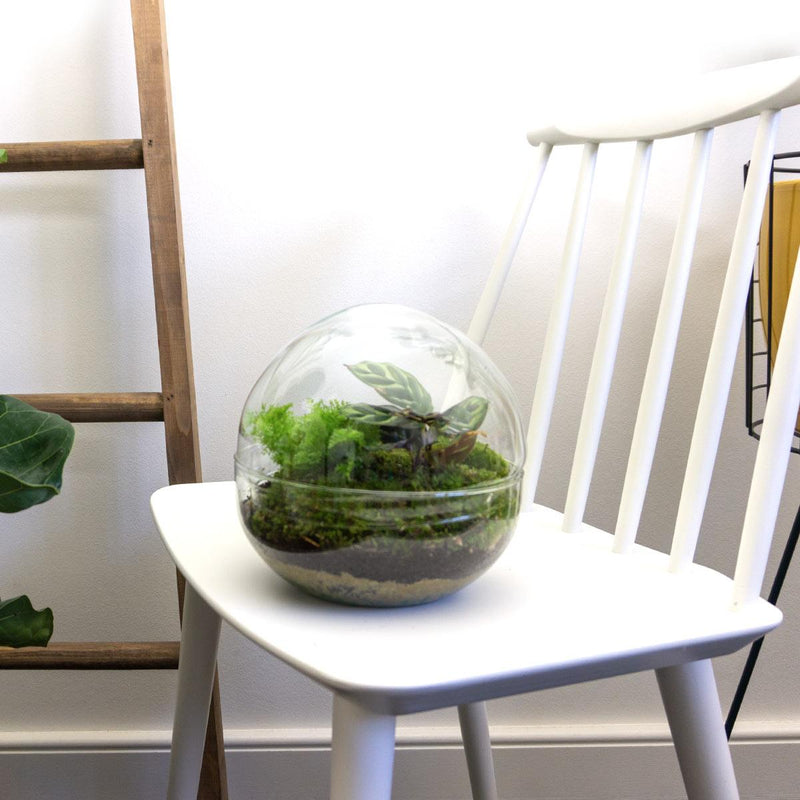 Dome Terrarium