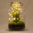 DIY terrarium - Jar Christmas