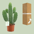 Opuntia Rubescens Consolea Everspring