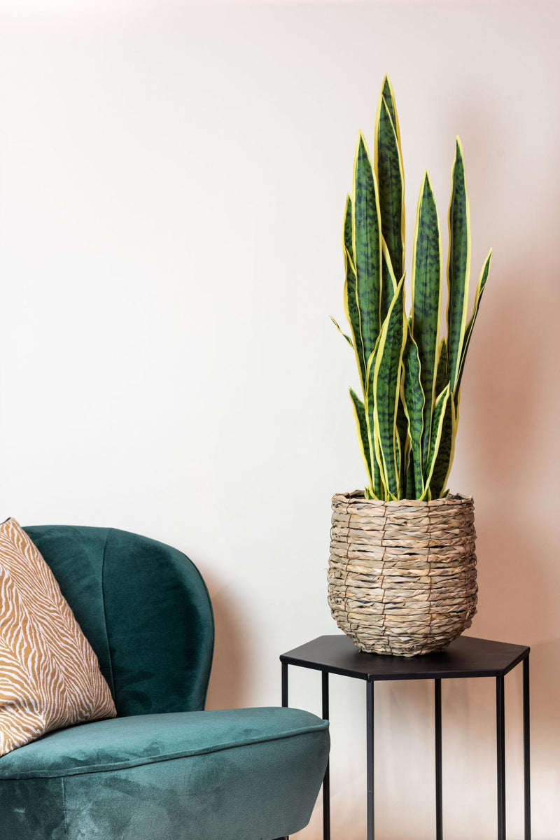 Sansevieria Trifasciata Kunstplant (Vrouwentong)