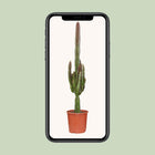 Euphorbia Trigona Rubra