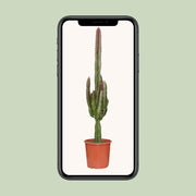 Euphorbia Trigona Rubra