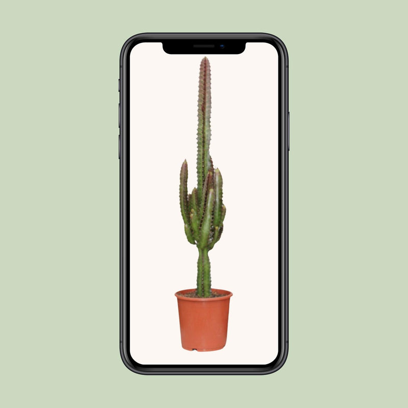 Euphorbia Trigona Rubra