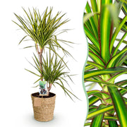 Dracaena Sunray (Drakenbloedboom) – Inclusief Mand Everspring