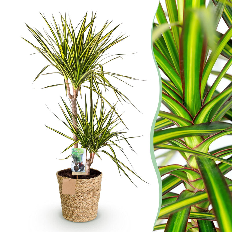 Dracaena Sunray (Drakenbloedboom) – Inclusief Mand