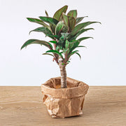 Cordyline fruticosa 'Purple Compacta' Everspring