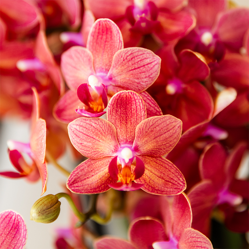 Surprise Box Eenkleurig – 2x Orchidee