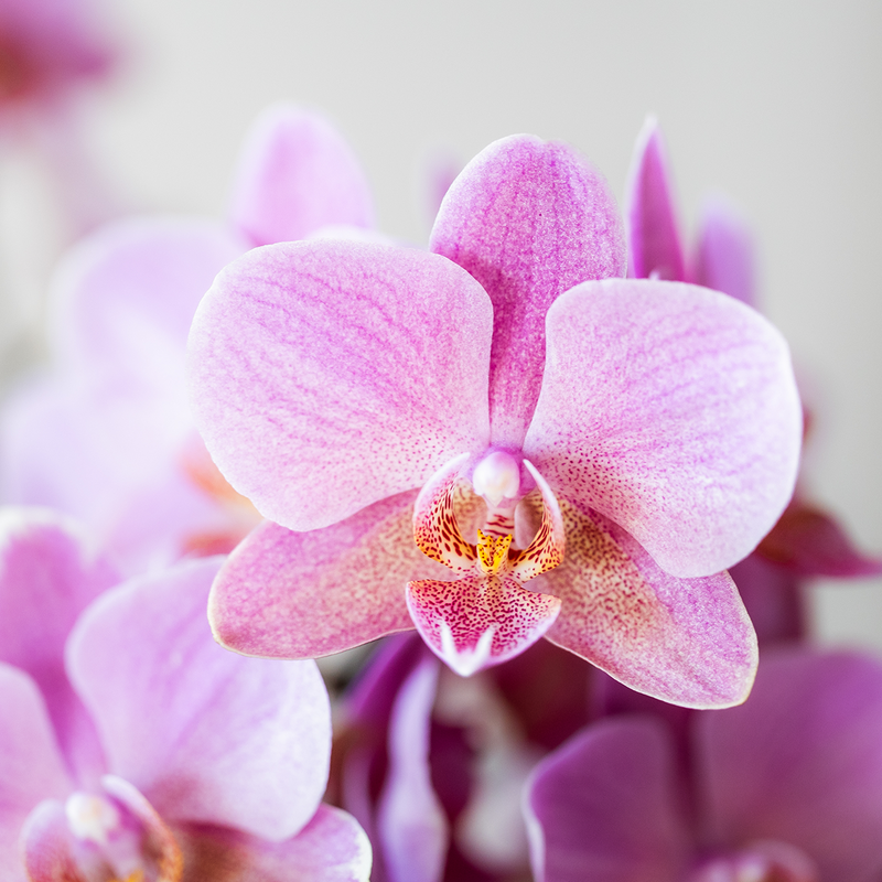 Surprise Box Mix – 2x Orchidee