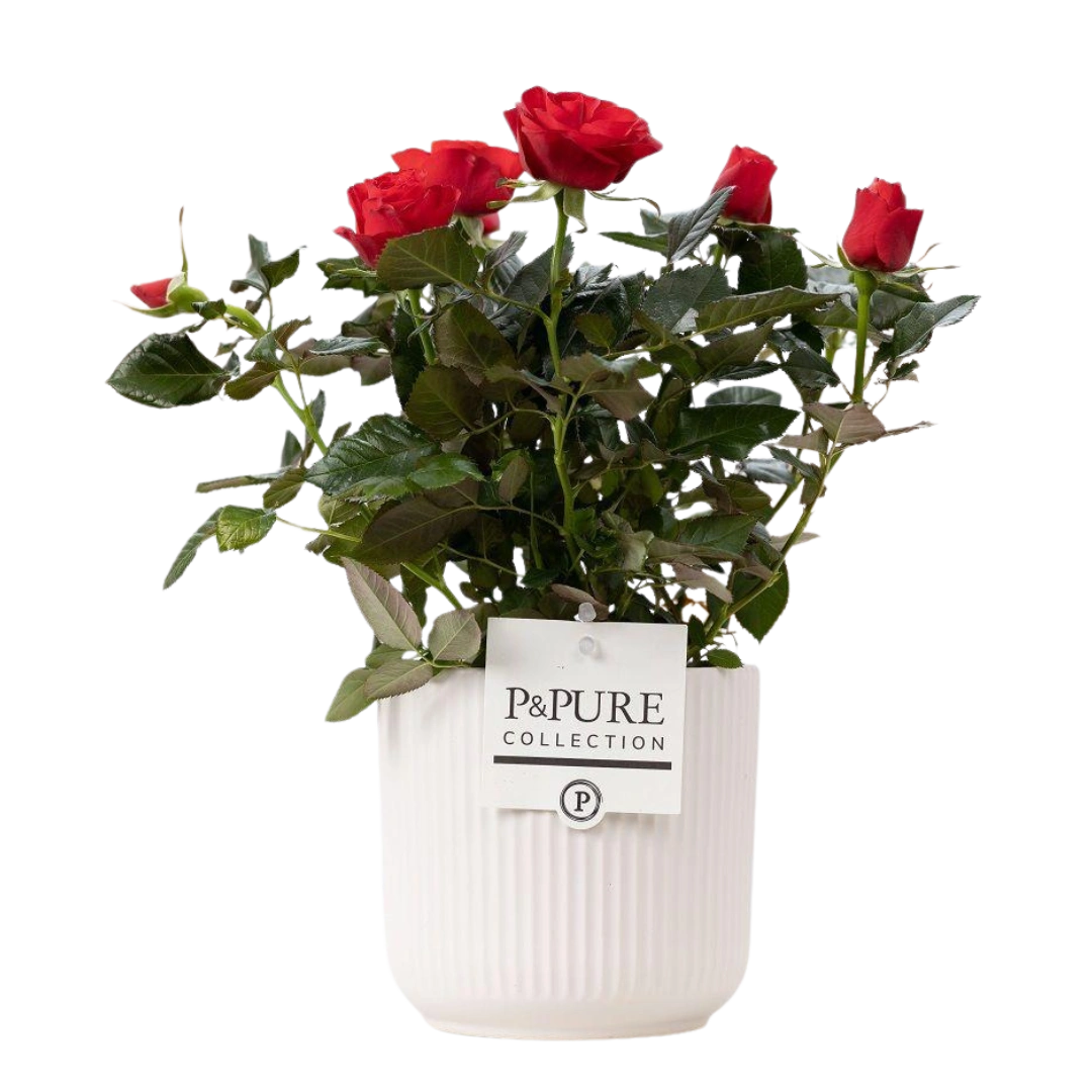 Rosa Red in P&PURE Sophie Ceramics White