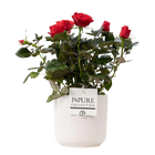 Rosa Red in P&PURE Sophie Ceramics White