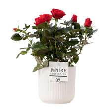 Rosa Red in P&PURE Sophie Ceramics White