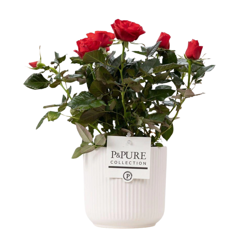 Rosa Red in P&PURE Sophie Ceramics White